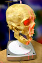 Image of scull on a 3D scanner